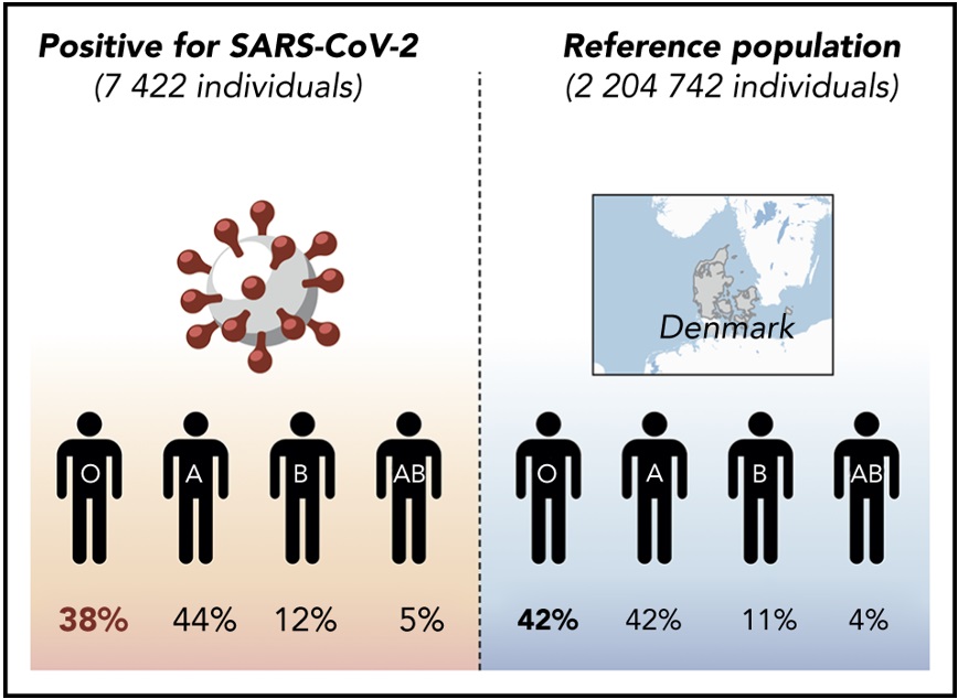 血型O感染新冠病毒风险低
