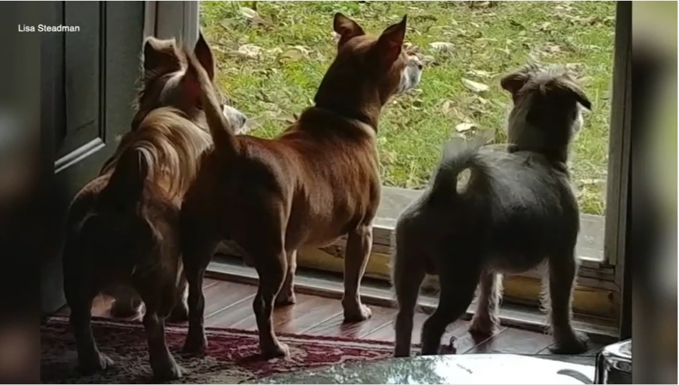 8 28 florida couple COVID 19 2