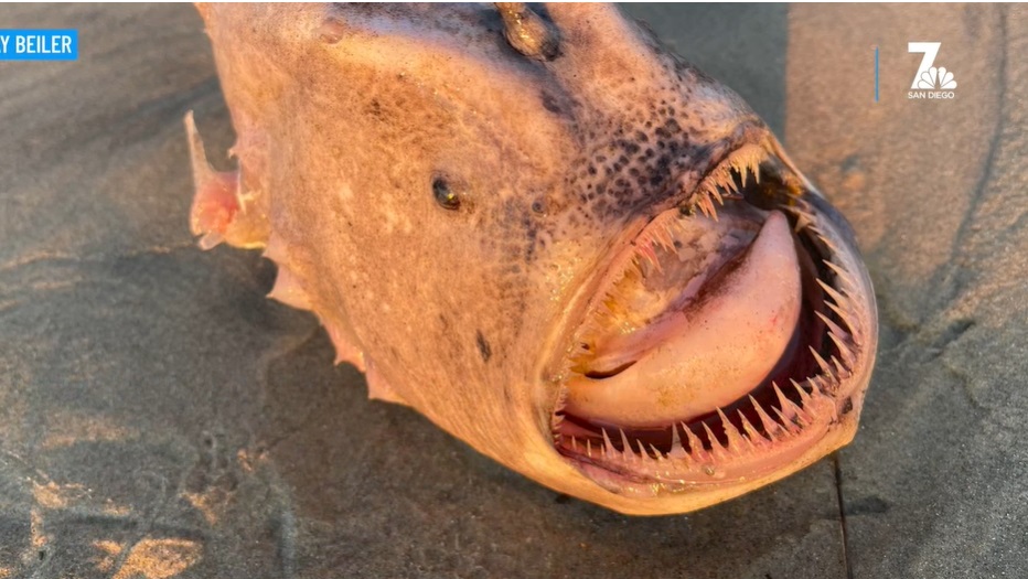 11 24 strange fish 2