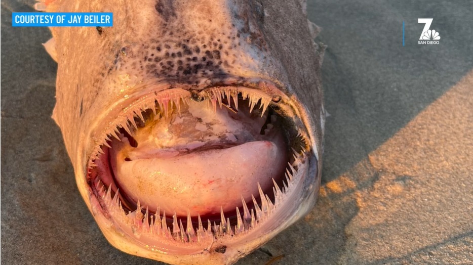 11 24 strange fish 3