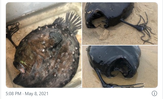 11 24 strange fish 4