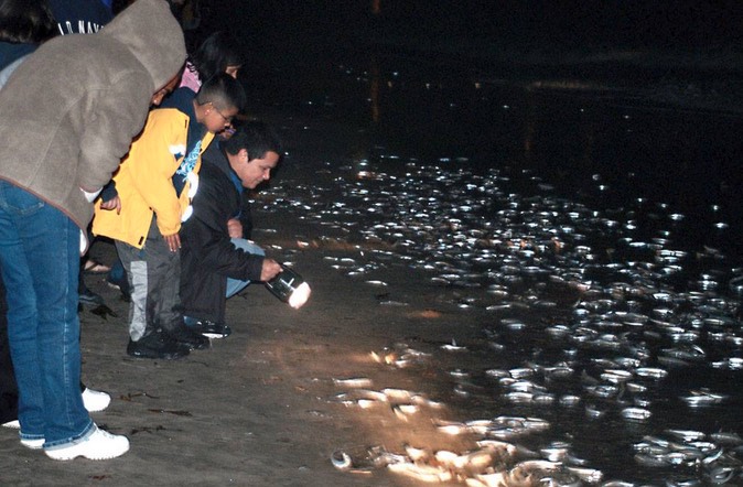 grunion run cabrillo marine aquarium