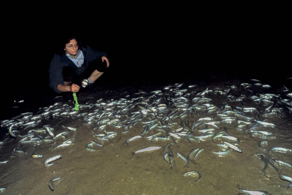 0024978 PKR grunion small 1024x683