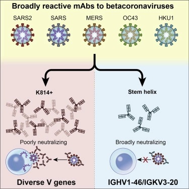11 20 new vaccine stem helix
