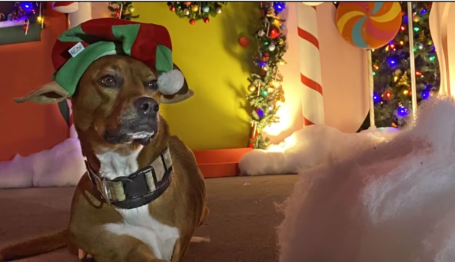 12 16 christmas deco 4