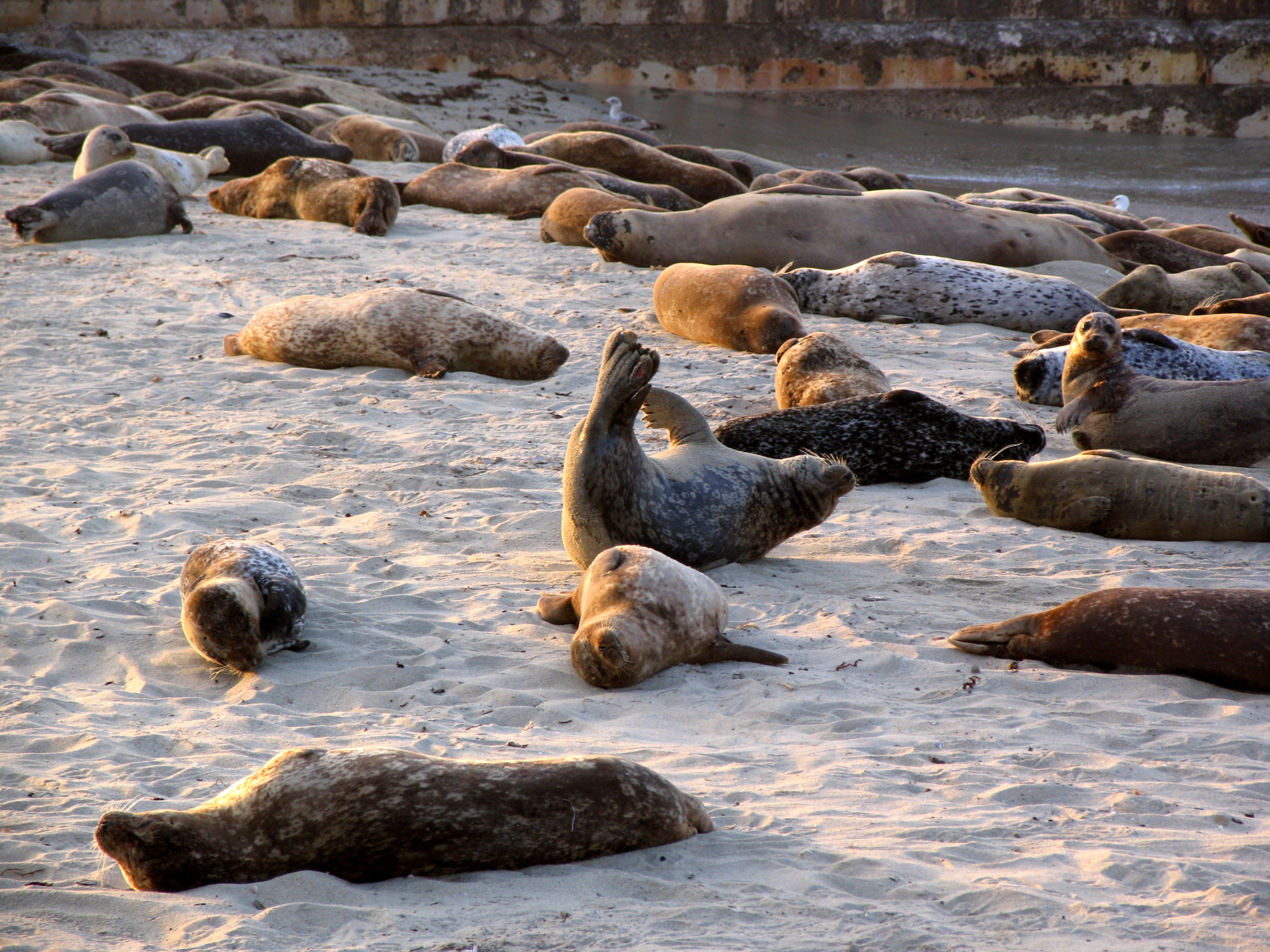 2023 03 01 Sea Lion on Beach