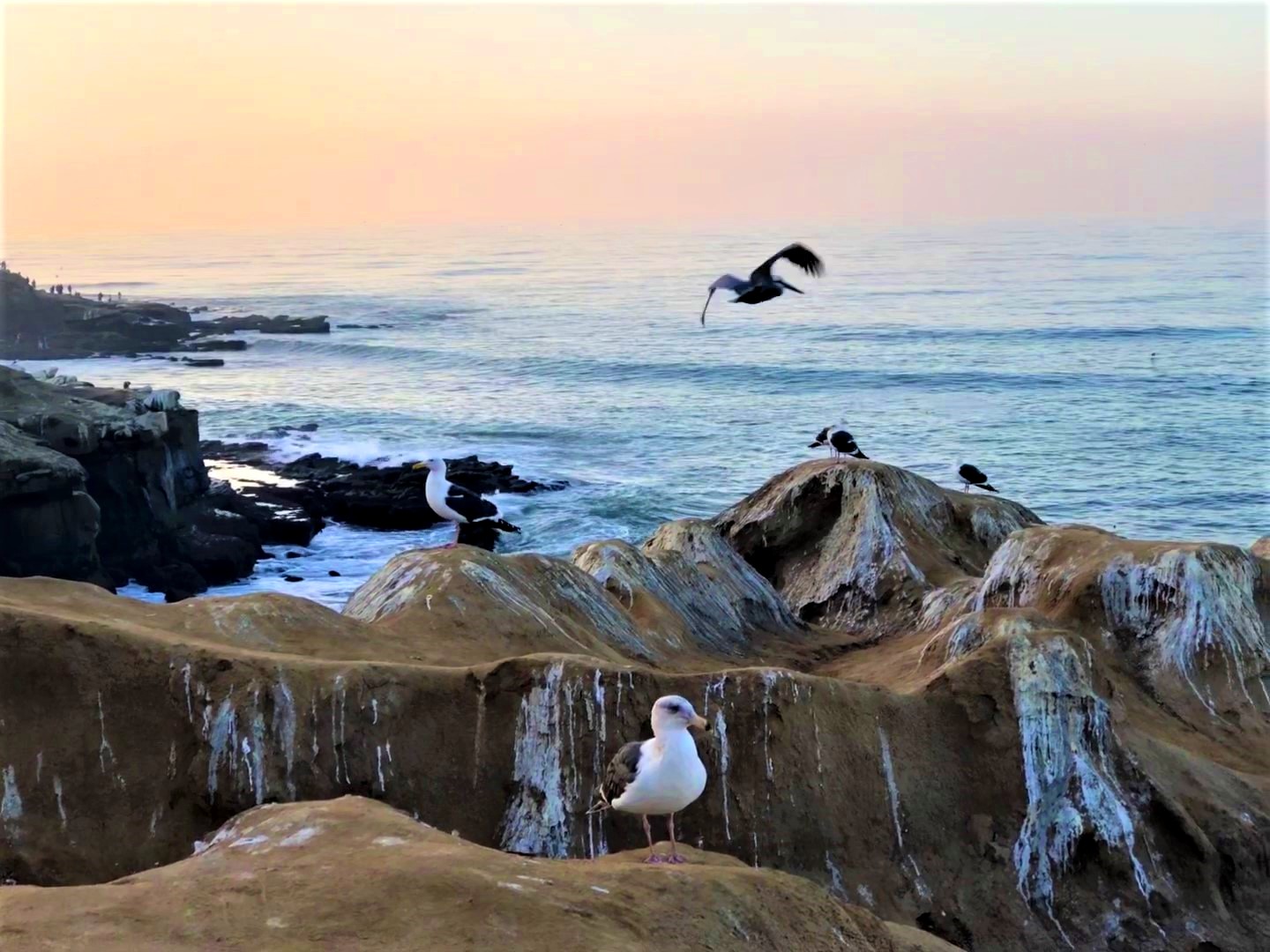 2023 03 01 la jola cove 2