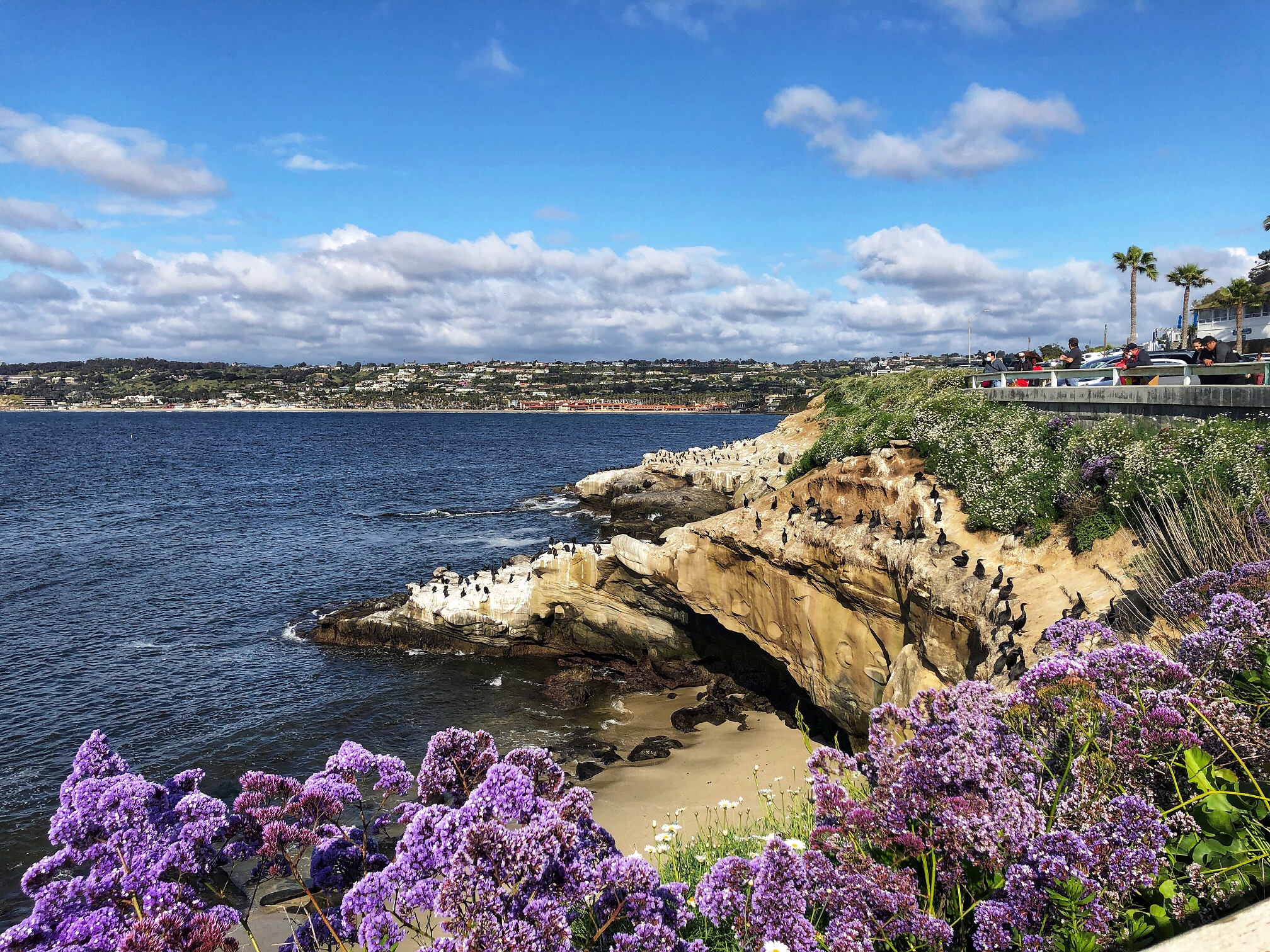 2023 03 01 la jolla cove 3