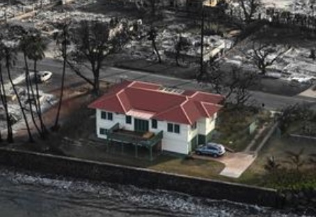 2023 08 22 Maui 一枝独秀 放大