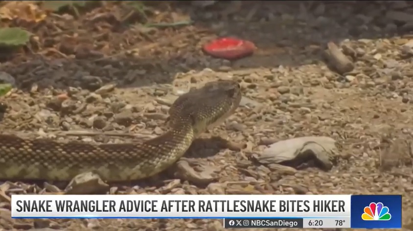 2023 10 20 snake bite 2