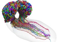 2023 12 31 2 大脑分布图