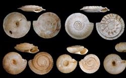 2023 12 31 7 第六次大灭绝即将来临