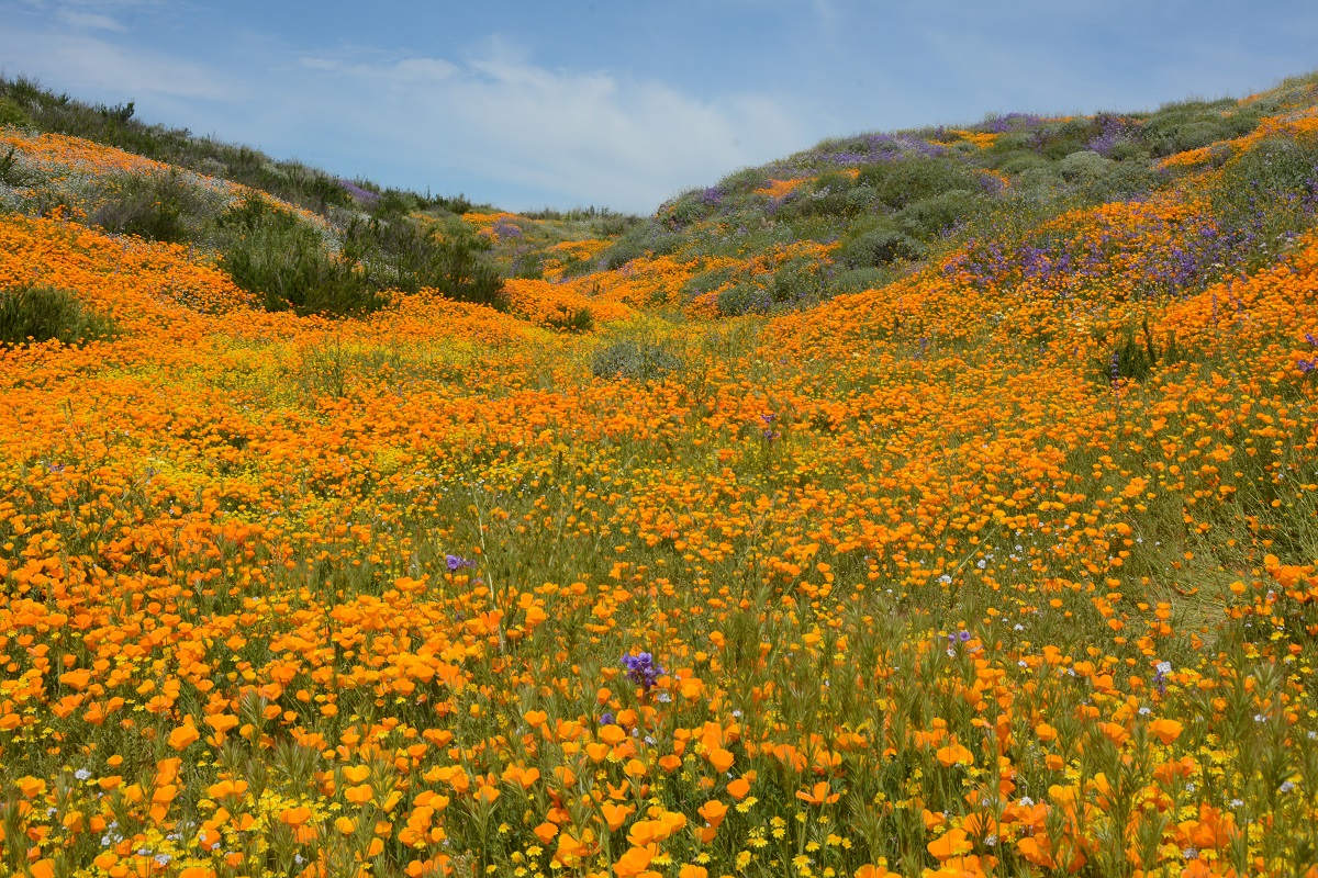 2024 04 02 Diamond Valley Lake 2