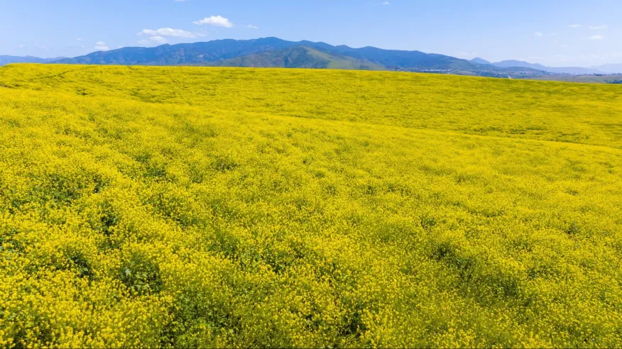 2024 04 02 Eastlake Flowers