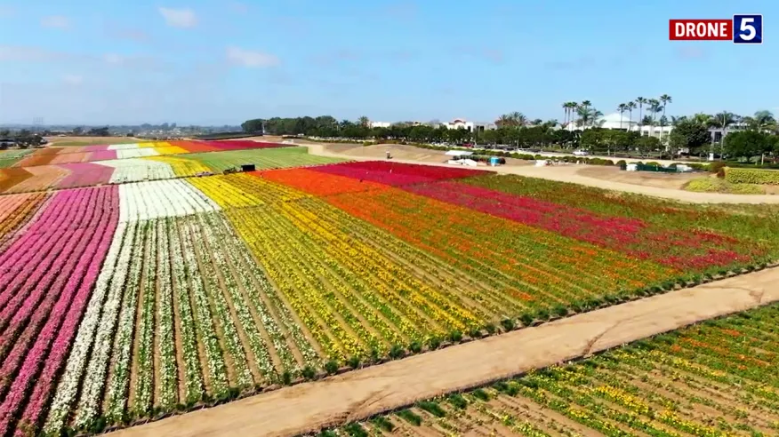 2024 04 02 carlsbad flower fields extends season