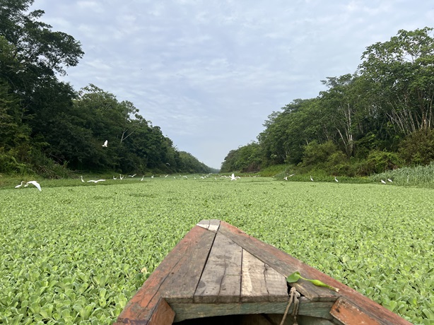 2024 11 07 河面的浮萍